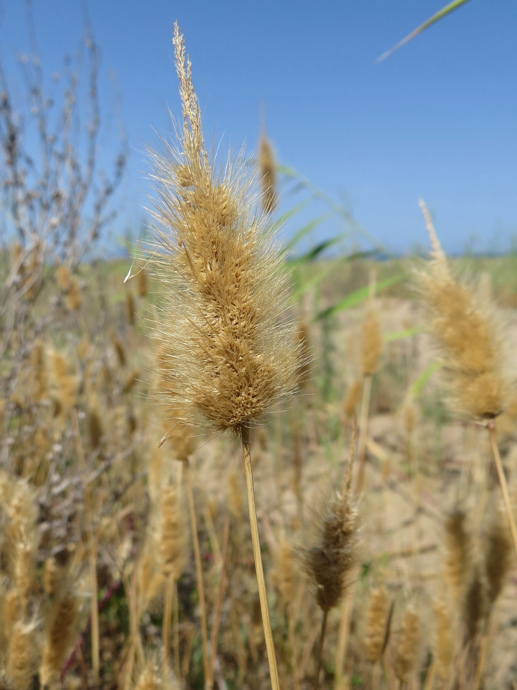Image of Polypogon monspeliensis specimen.