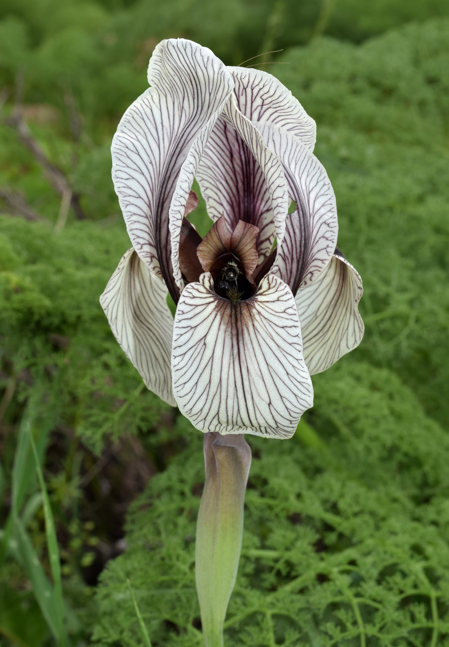 Image of Iris korolkowii specimen.