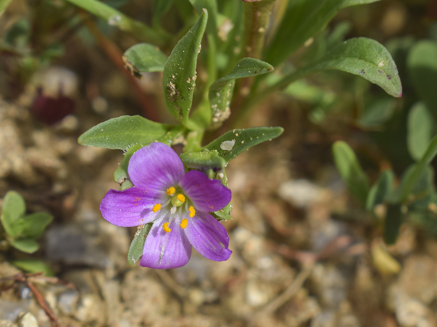 Image of Calandrinia ciliata specimen.