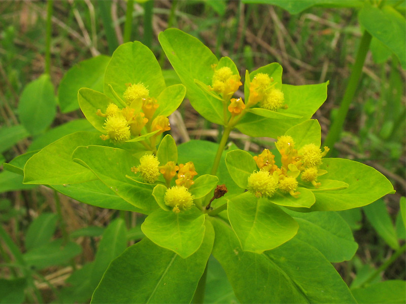 Image of Euphorbia lingulata specimen.