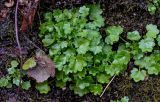 Saxifraga cymbalaria. Вегетирующее растение. Краснодарский край, Сочи, Хостинский р-н, Змейковские водопады, широколиственный лес. 11.03.2025.