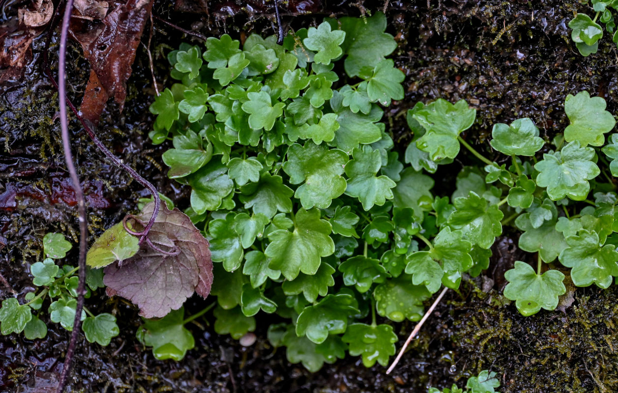 Image of Saxifraga cymbalaria specimen.