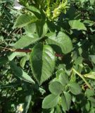 genus Rosa. Листья. Казахстан. Туркестанская обл., Толебийский р-н, юго-восточная окраина с. Бургулюк, дол. ручья, южный борт, кусты вдоль дороги. 07.05.2025.