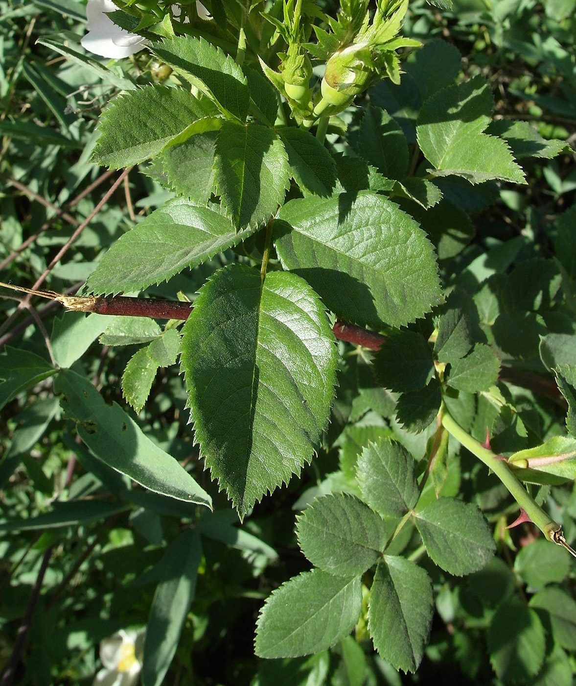 Image of genus Rosa specimen.