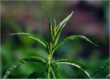 Veronica longifolia. Верхушка побега с молодыми листьями. Московская обл., Раменский р-н, окр. дер. Хрипань, садовый участок. 12.05.2025.