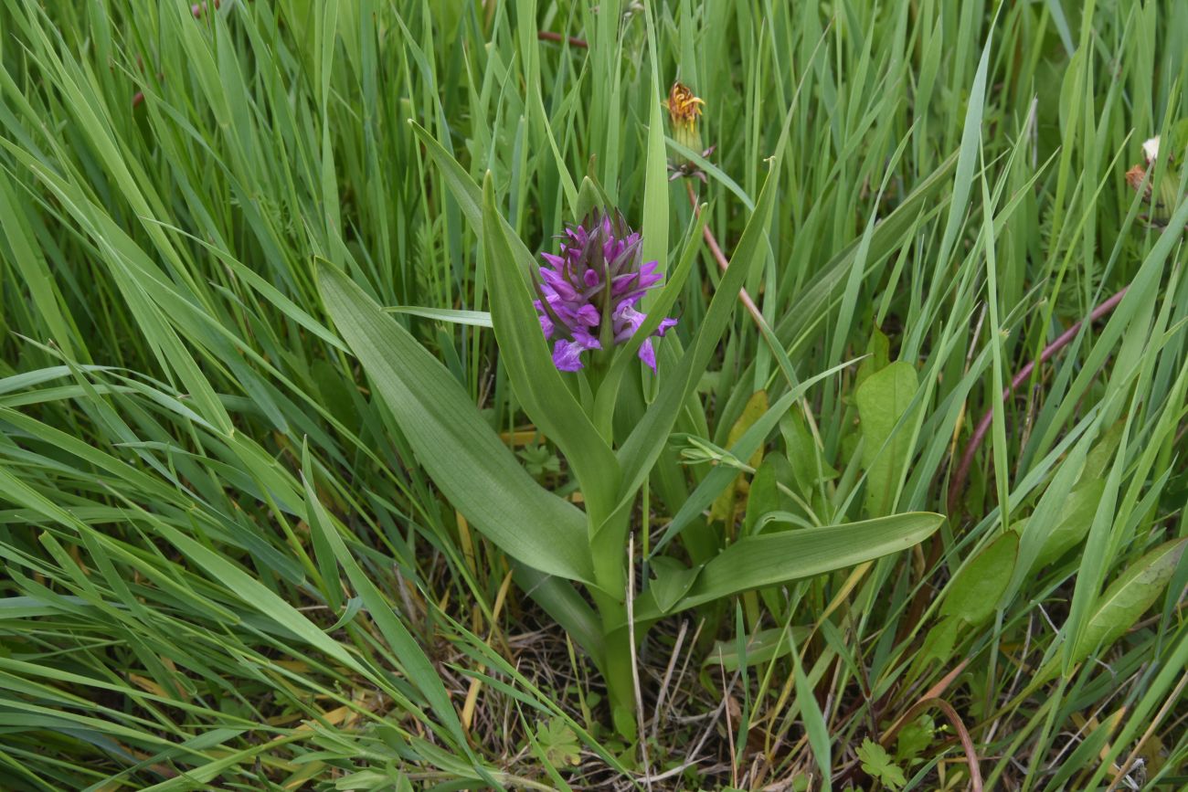 Image of Dactylorhiza euxina specimen.