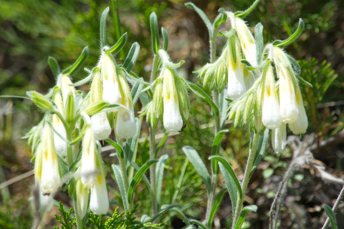 Image of genus Onosma specimen.