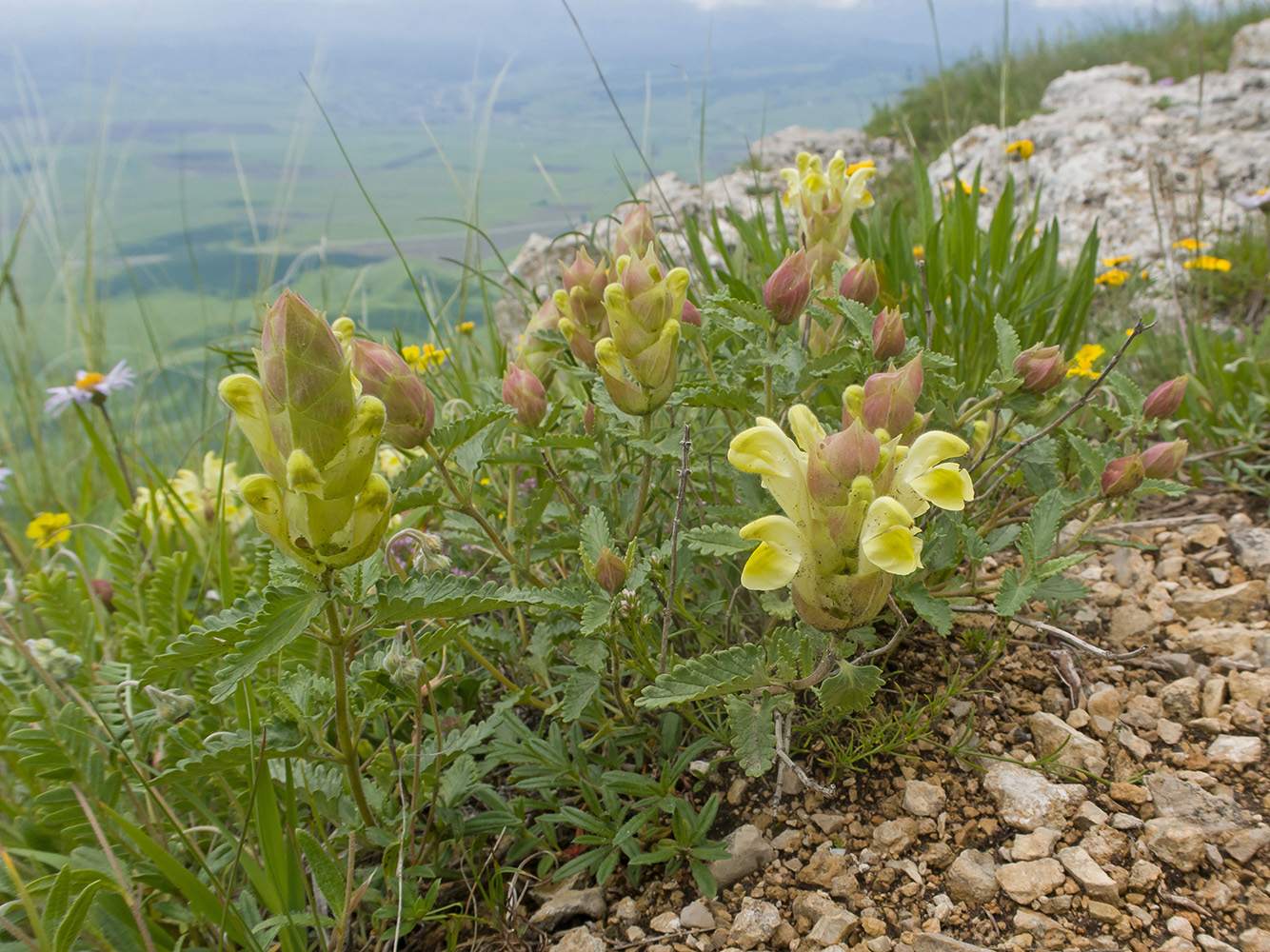 Изображение особи Scutellaria polyodon.