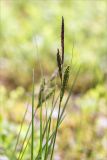 Carex nigra
