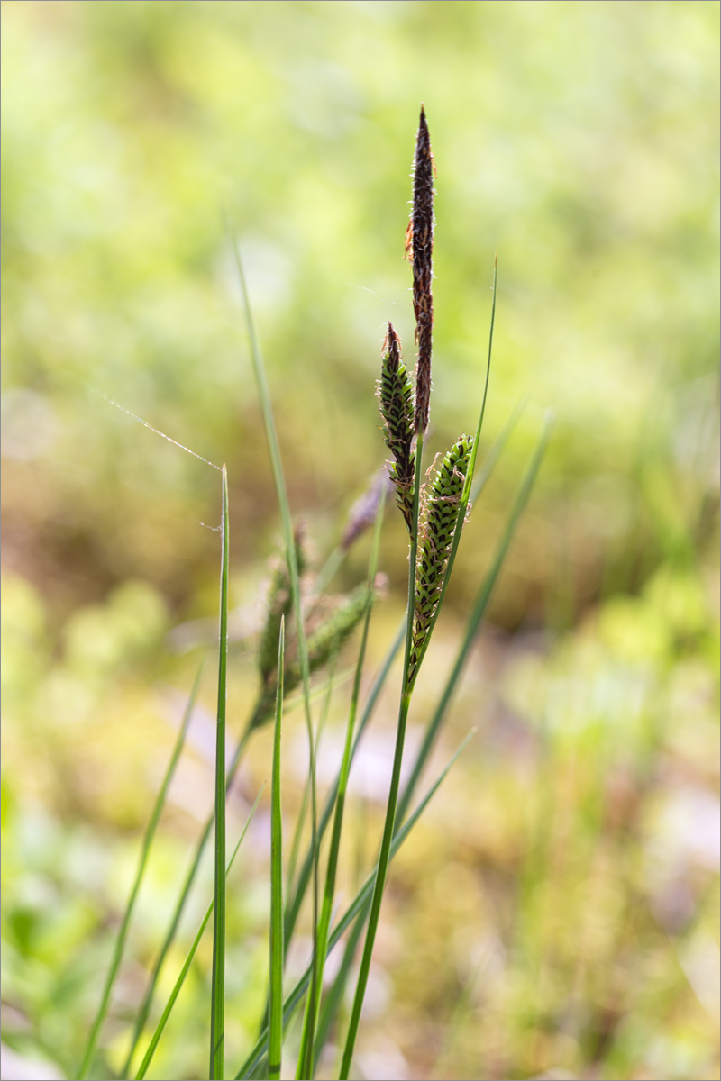 Image of Carex nigra specimen.