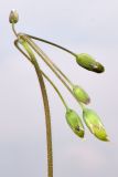 Holosteum umbellatum