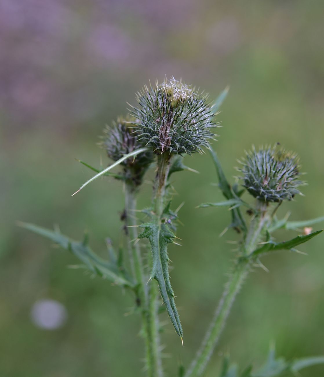 Изображение особи род Cirsium.