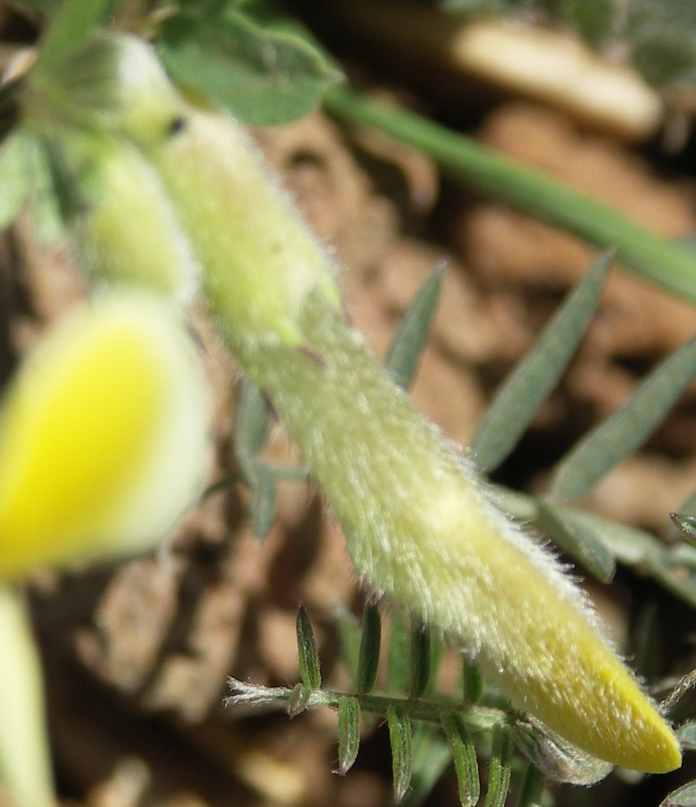 Image of Vicia hybrida specimen.