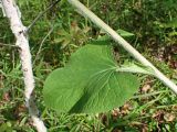 Parasenecio hastatus ssp. orientalis