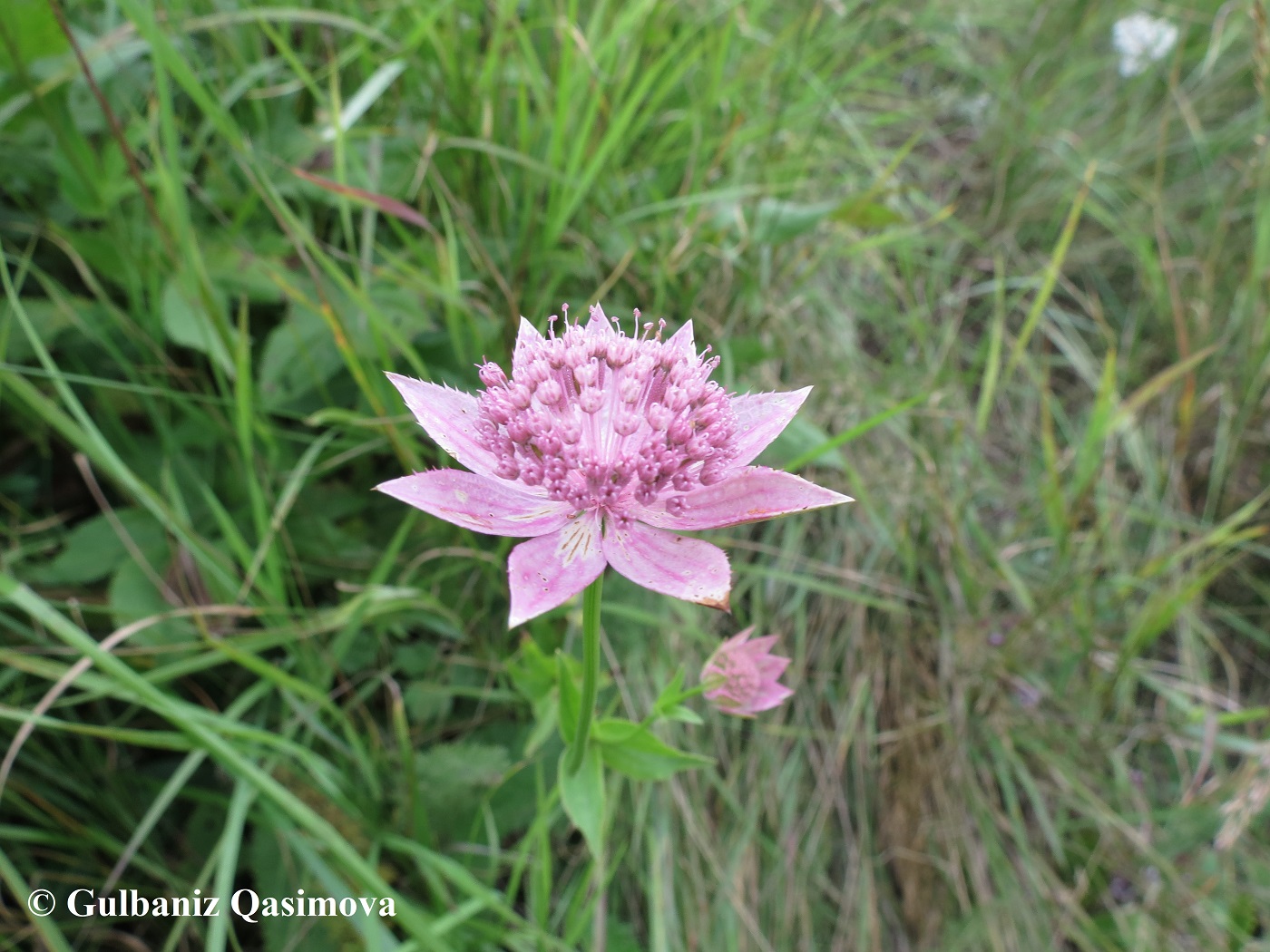Image of Astrantia maxima specimen.