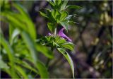 Monarda citriodora. Часть побега с соцветием. Московская обл., Раменский р-н, окр. дер. Хрипань, садовый участок. 10.09.2025.