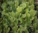 Marchantia polymorpha. Слоевища. Татарстан, Агрызский р-н, окр. с. Красный Бор, сырой урёмный лес, ручей на дне оврага. 11.08.2025.