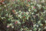 Atraphaxis replicata. Верхушки цветущих и плодоносящих побегов. Волгоградская обл., Калачевский р-н, окр. станицы Голубинская, степной задернованный склон на мелах. 06.09.2025.