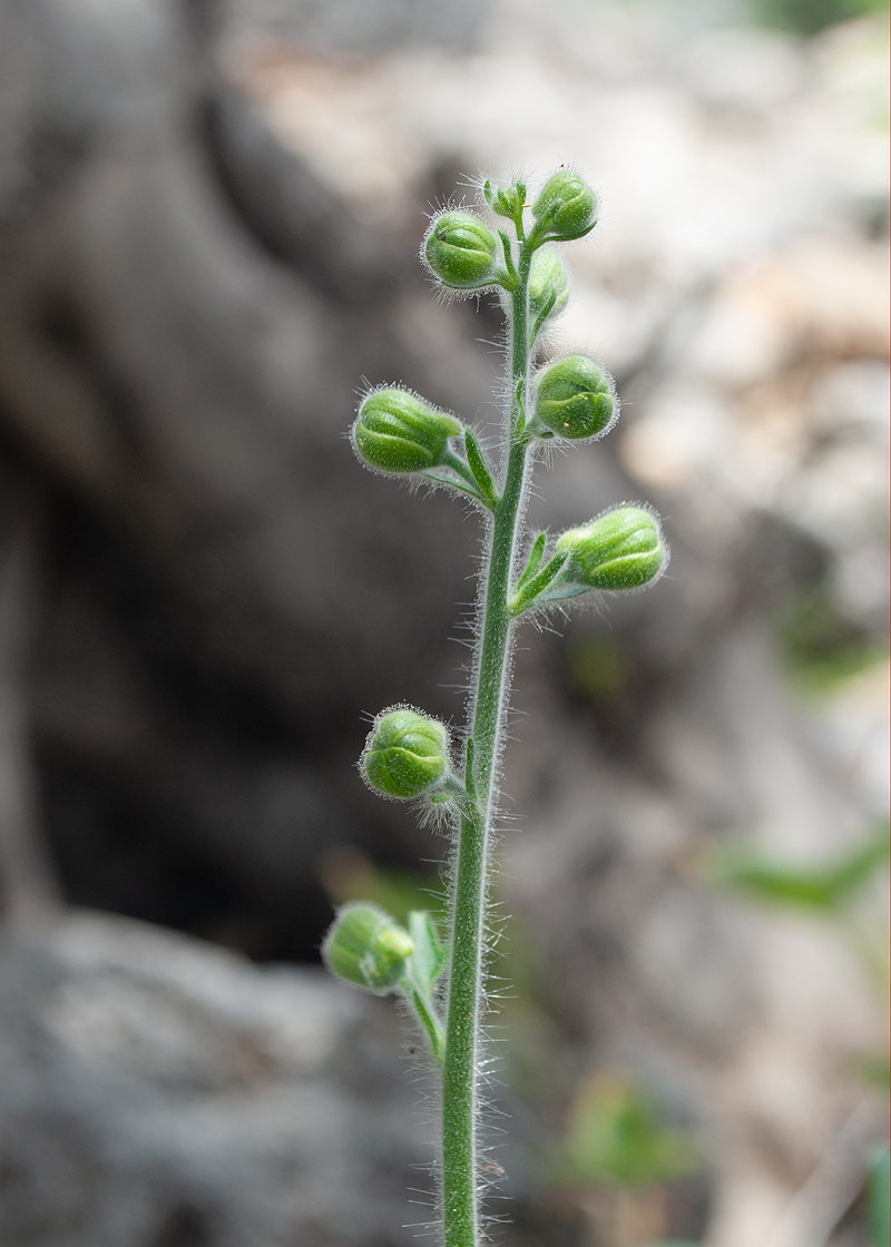 Изображение особи Staphisagria macrosperma.