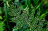 Athyrium filix-femina