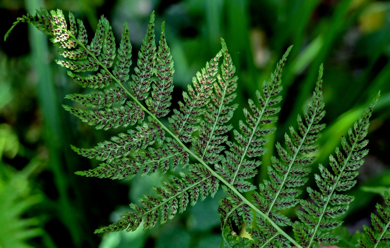 Изображение особи Athyrium filix-femina.