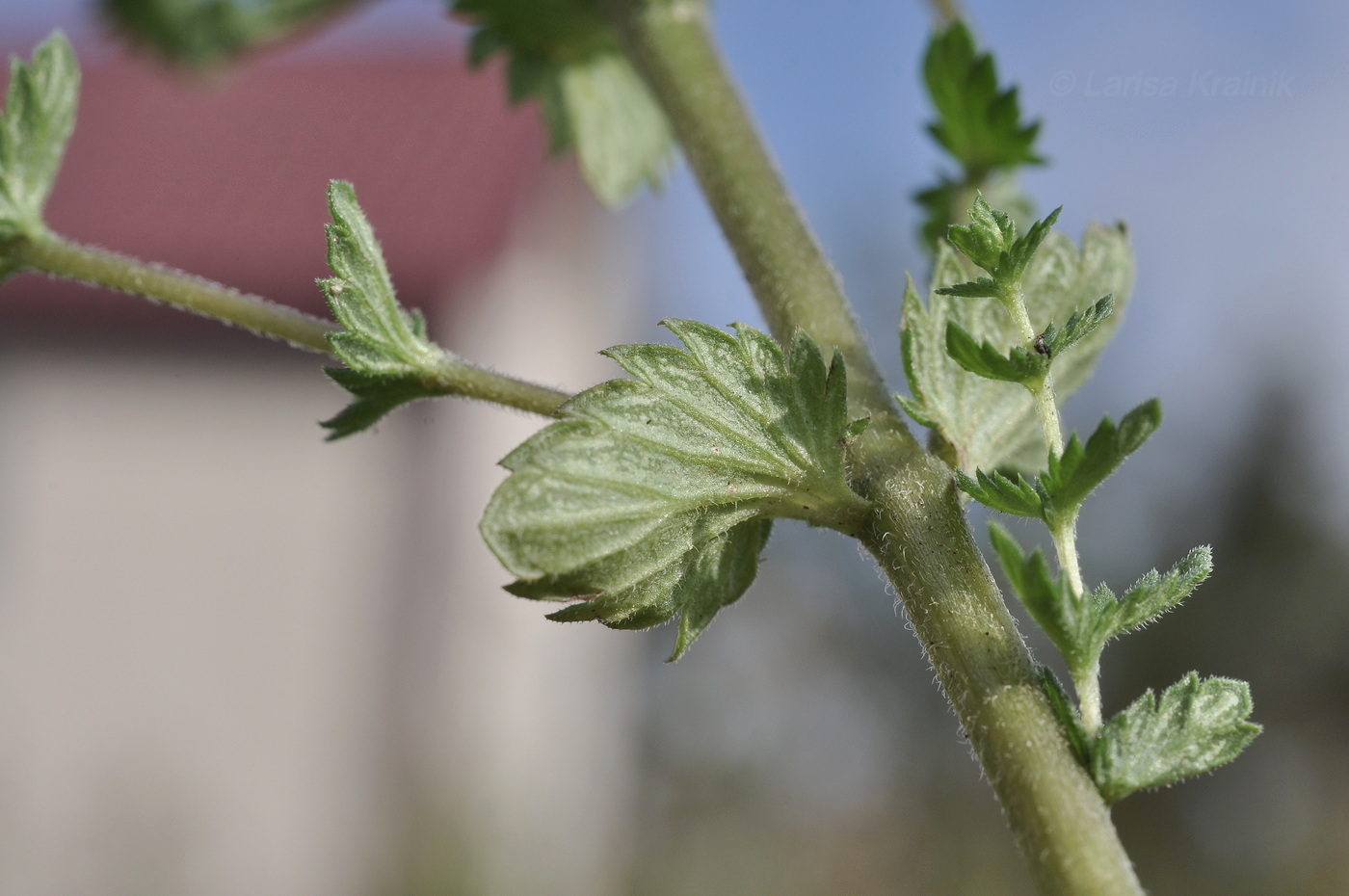 Изображение особи род Euphrasia.