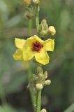 Verbascum marschallianum