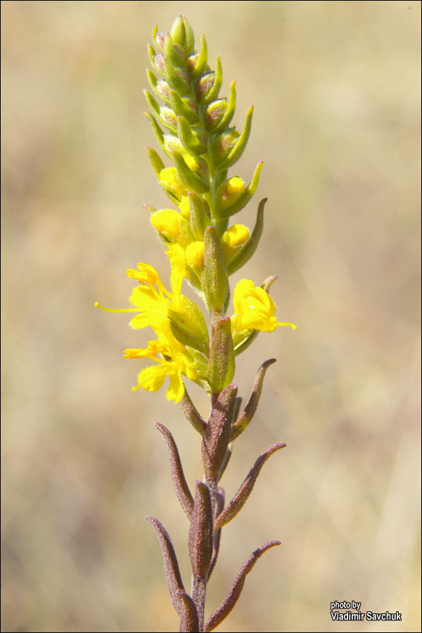 Image of Orthanthella lutea specimen.