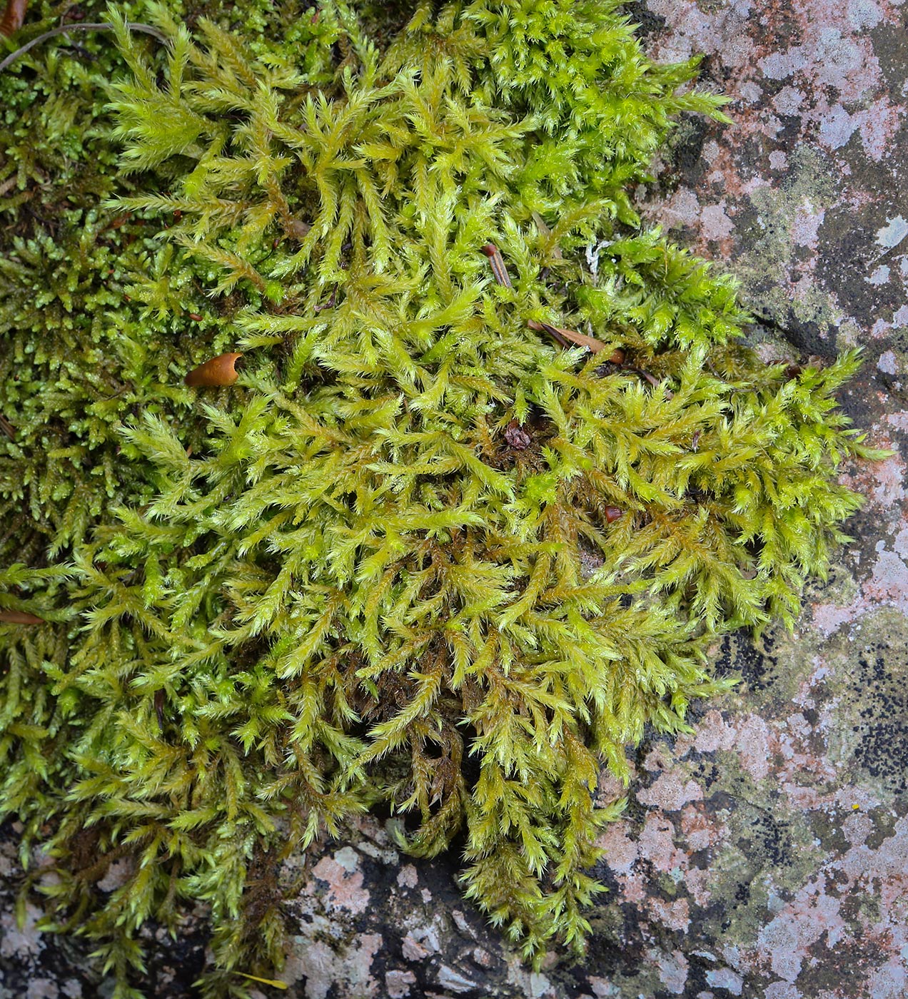 Image of class Bryopsida specimen.