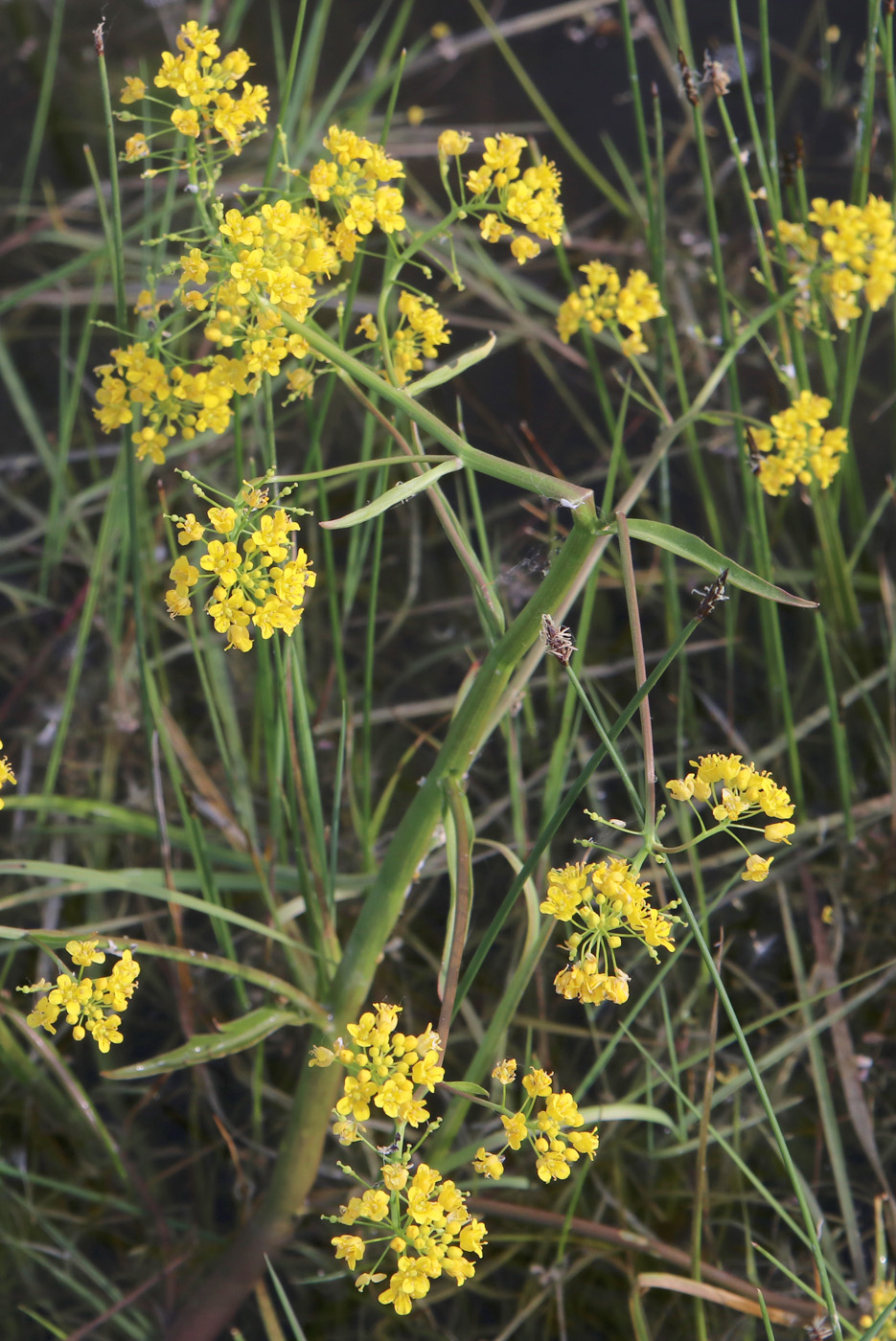 Image of Rorippa amphibia specimen.