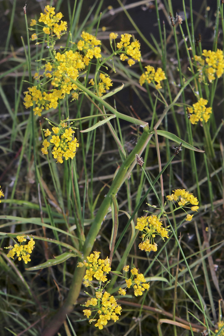 Image of Rorippa amphibia specimen.