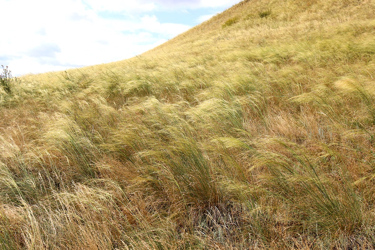 Image of genus Stipa specimen.