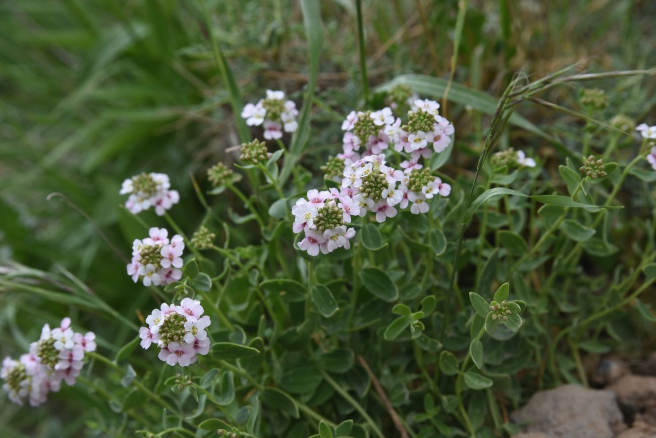 Изображение особи порядок Capparales.