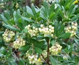 Arbutus unedo. Цветущая ветвь. Крым, г. Алупка, Воронцовский парк. 23.10.2025.