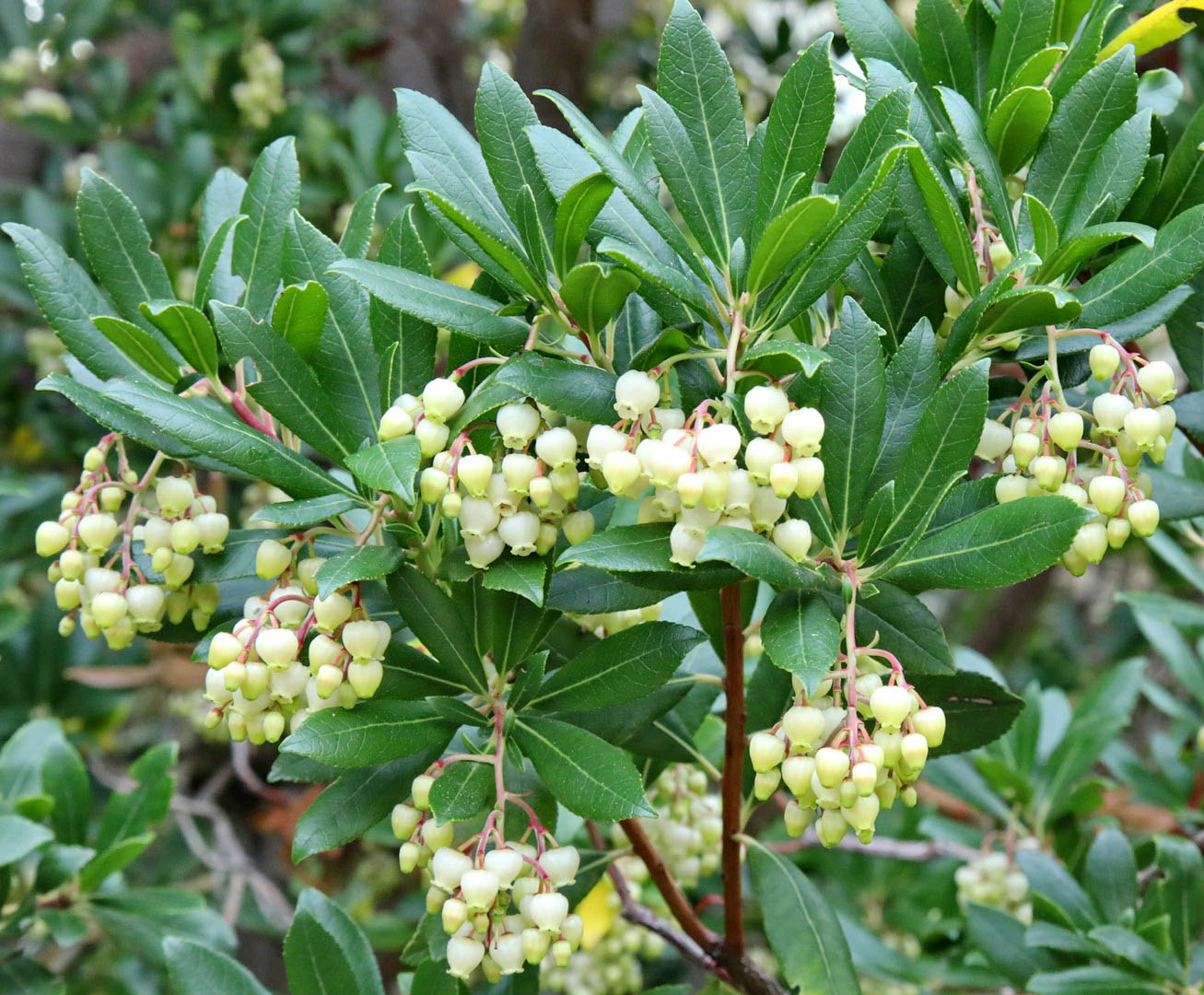 Изображение особи Arbutus unedo.