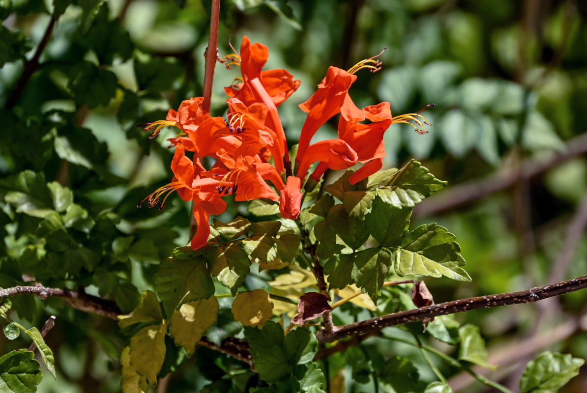 Image of Tecomaria capensis specimen.