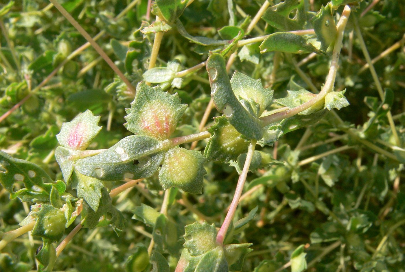 Image of Atriplex sphaeromorpha specimen.