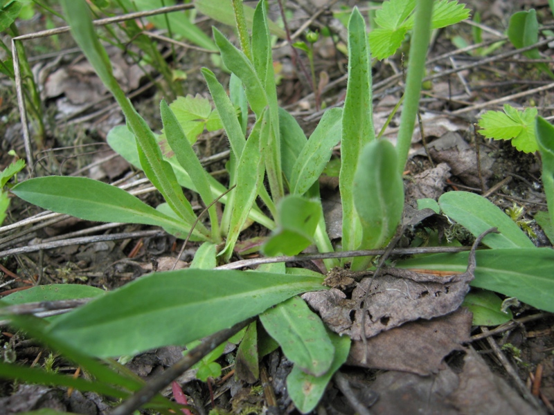 Изображение особи род Hieracium.