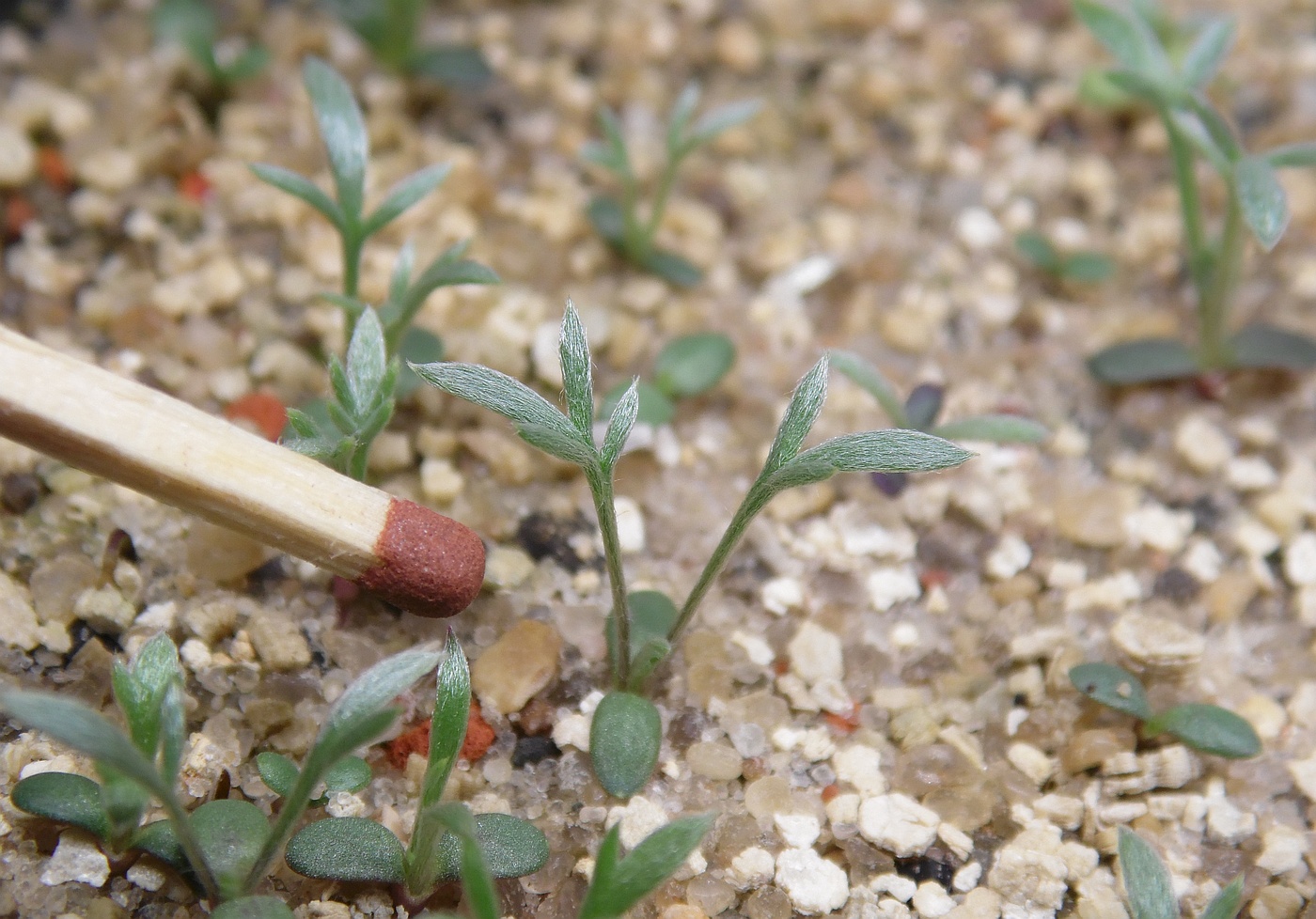 Image of Anthemis marschalliana ssp. pectinata specimen.