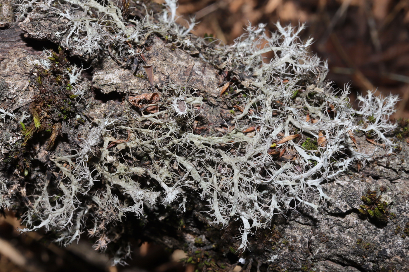 Image of Anaptychia setifera specimen.