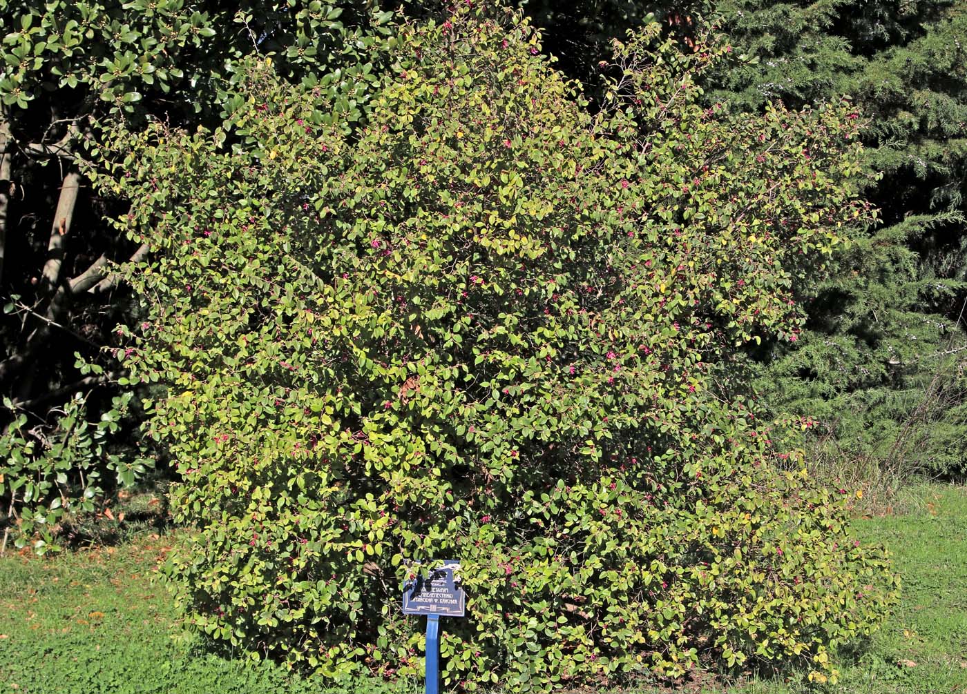 Image of Loropetalum chinense specimen.
