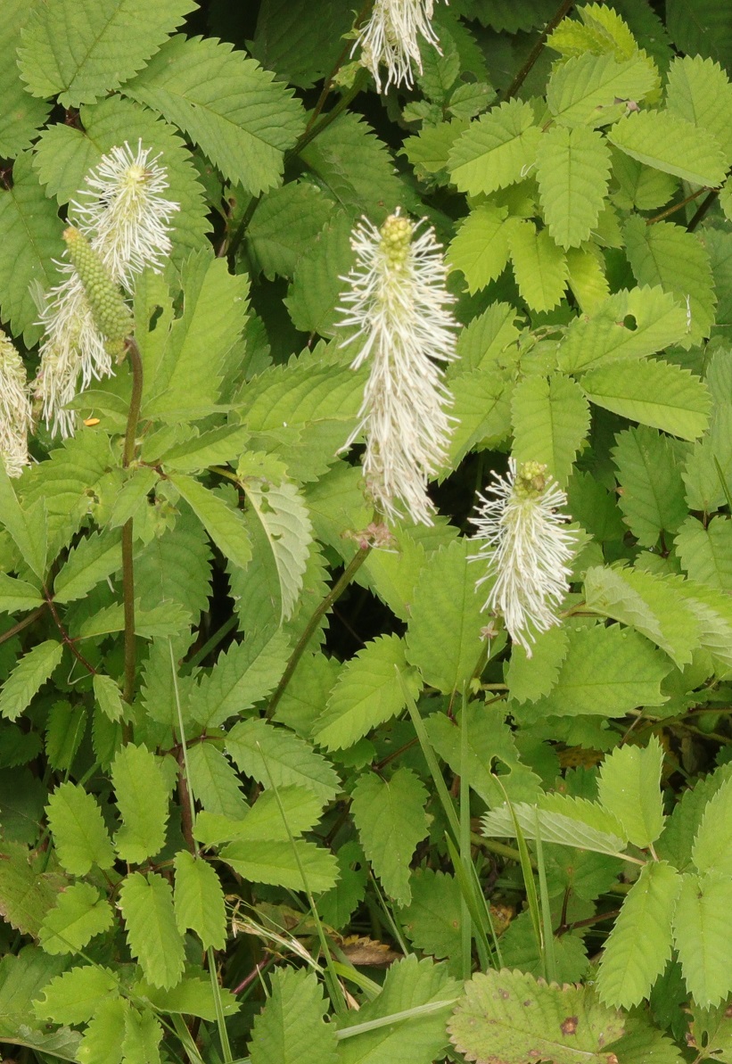 Изображение особи Sanguisorba stipulata.