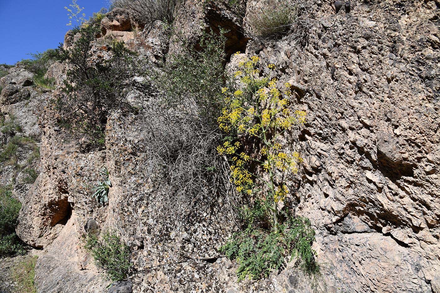 Image of Ferula samarkandica specimen.