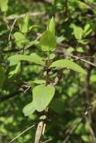 Lonicera tatarica. Молодой побег. Санкт-Петербург, уличное озеленение. 17.04.2026.