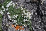 unknown species. Цветущие растения. Кабардино-Балкария, южный склон Эльбруса, окр. геофизической вышки, скала ок. триангуляционного пункта. 8 июля 2018 г.