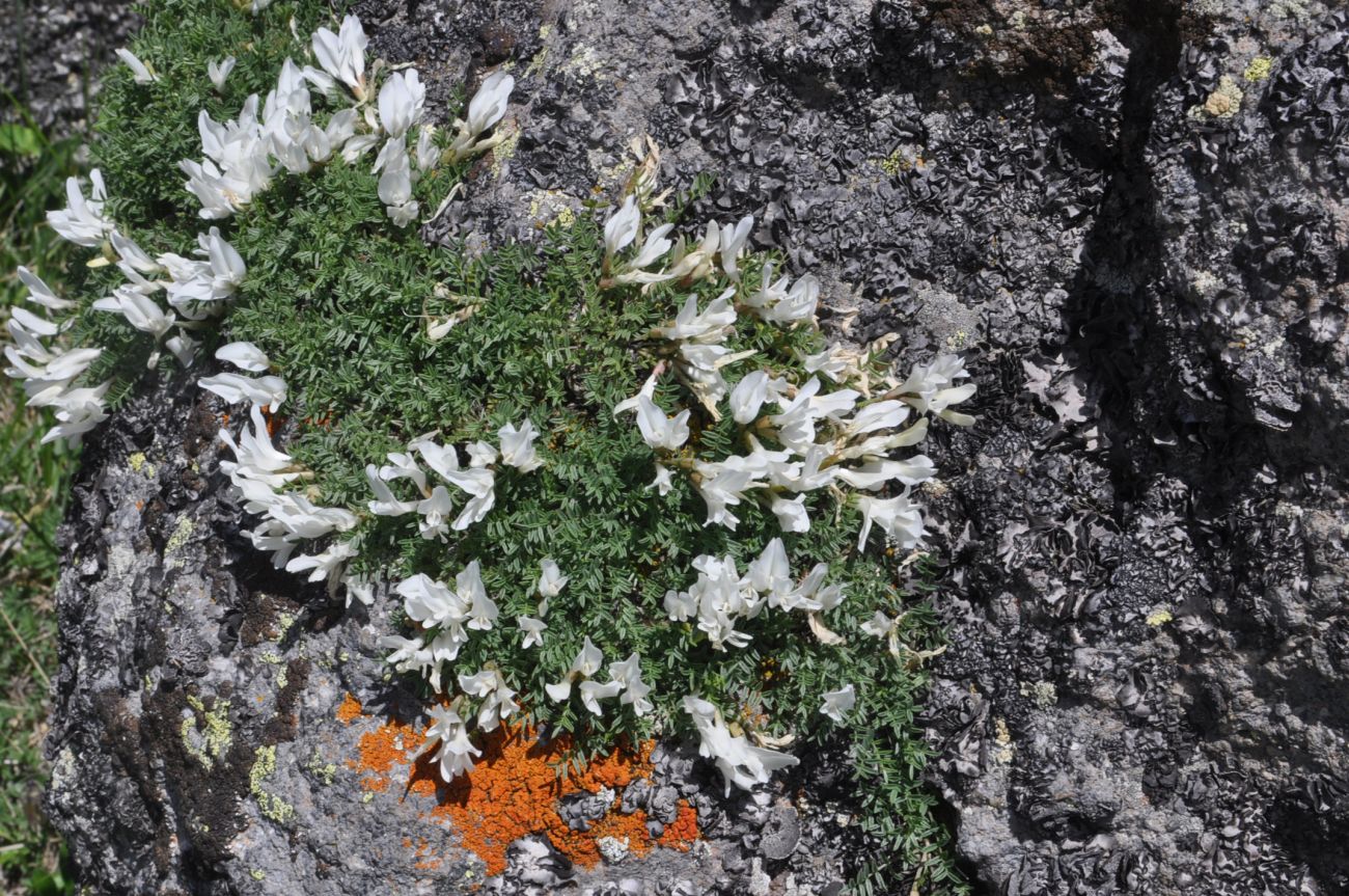 Image of genus Astragalus specimen.