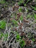 Xanthium orientale. Верхушка сухого прошлогоднего побега с соплодиями. Волгоградская обл., Иловлинский р-н, природный парк \"Донской\", окраина поля. 10.04.2026.