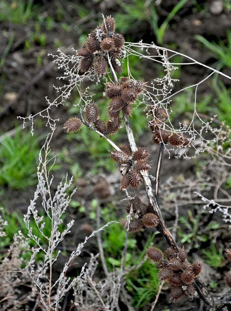 Image of Xanthium orientale specimen.