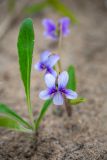 genus Viola