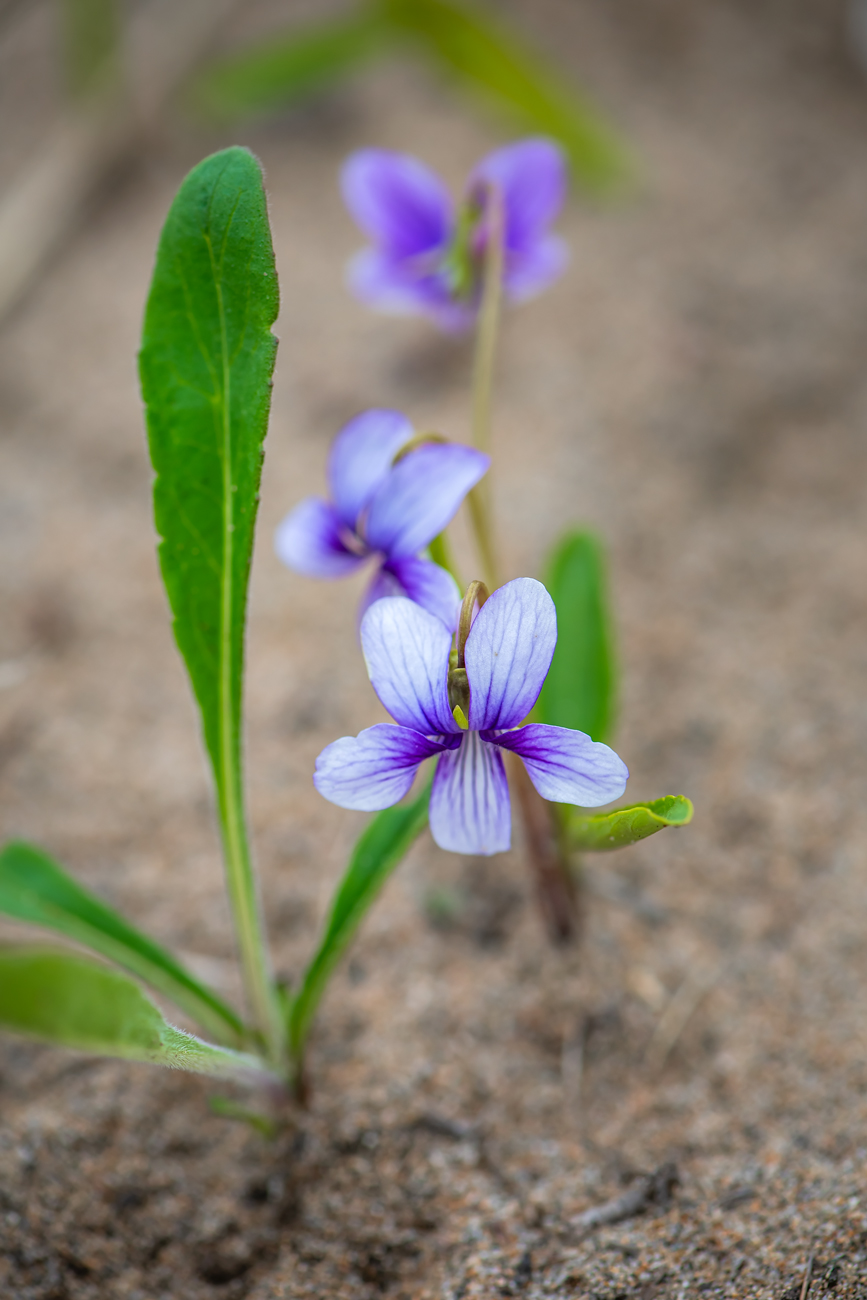 Image of genus Viola specimen.